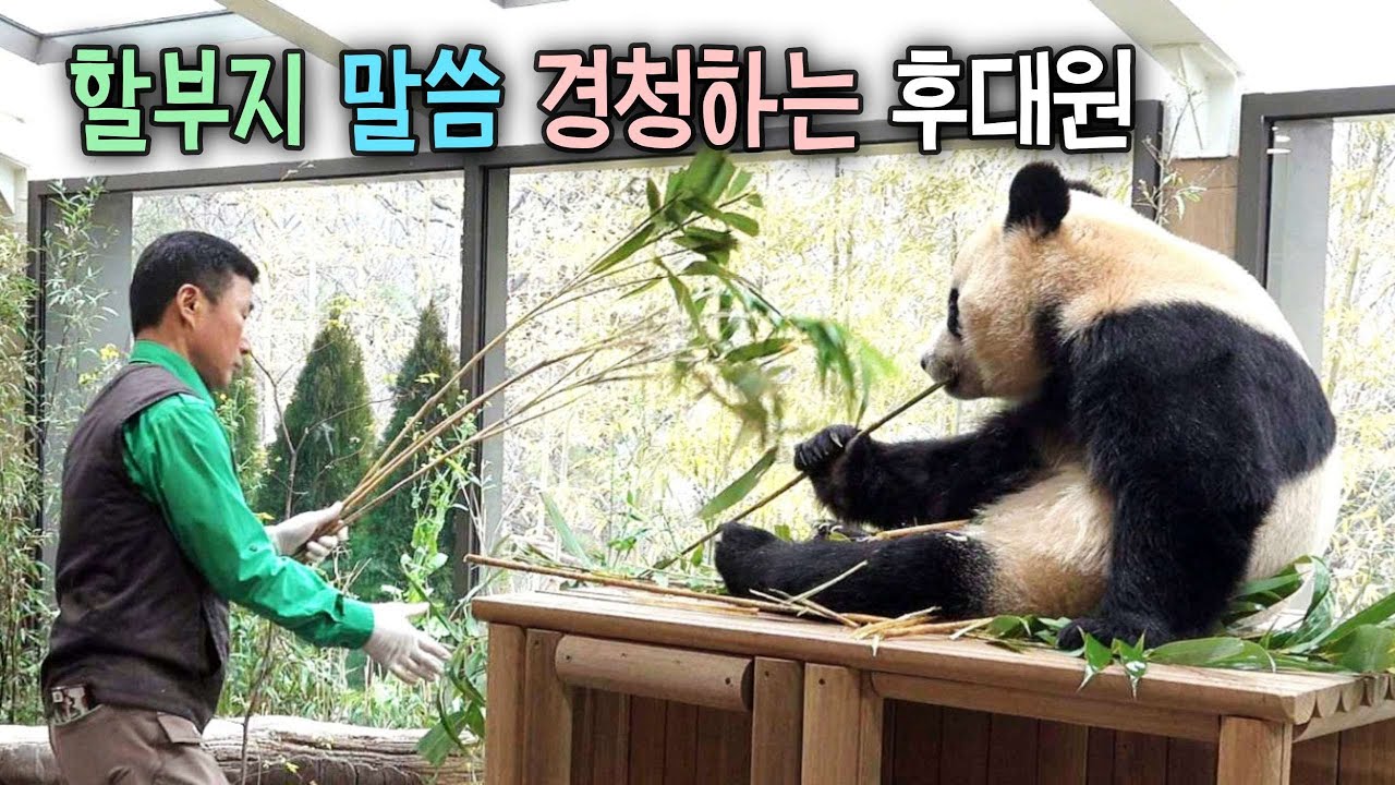숨숨집 지붕위에 앉아서 강할부지 말씀 경청하고 기념 촬영도 헙조하는 후이바오  26.03.06