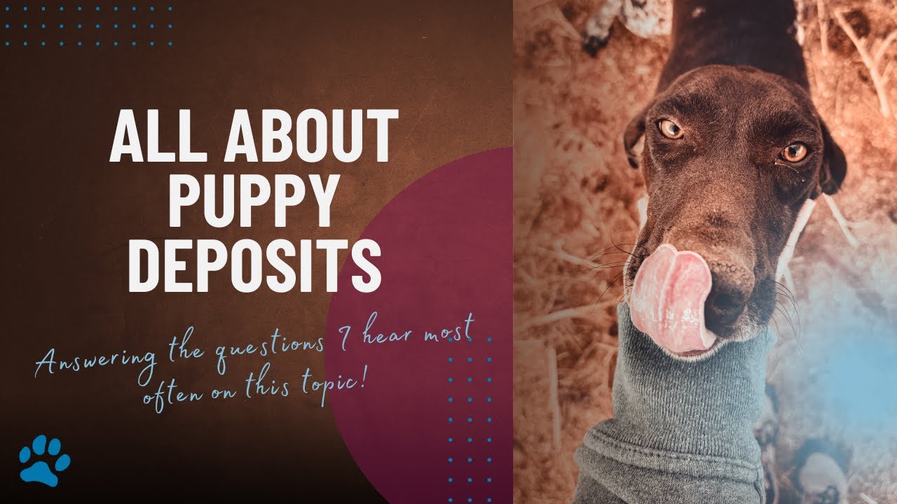 Answering Your Puppy Deposit Questions