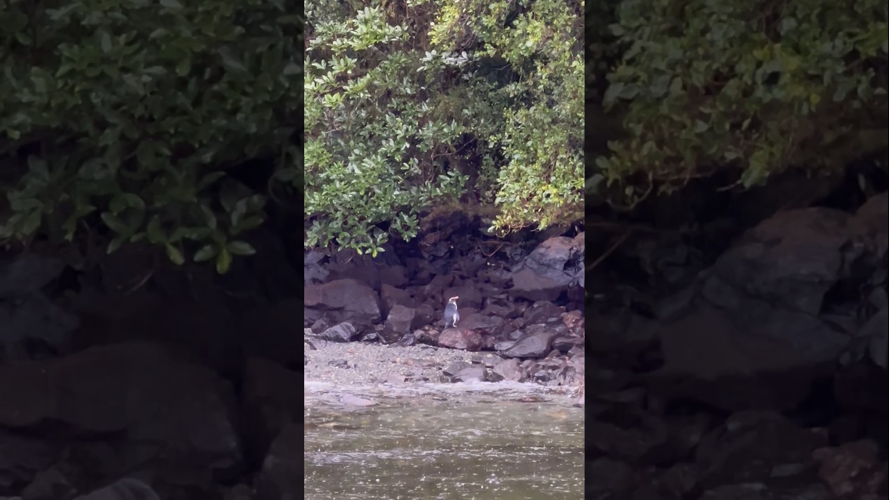 Rare Fiordland Crested Penguin spotted by the water at Milford Sound 🐧 