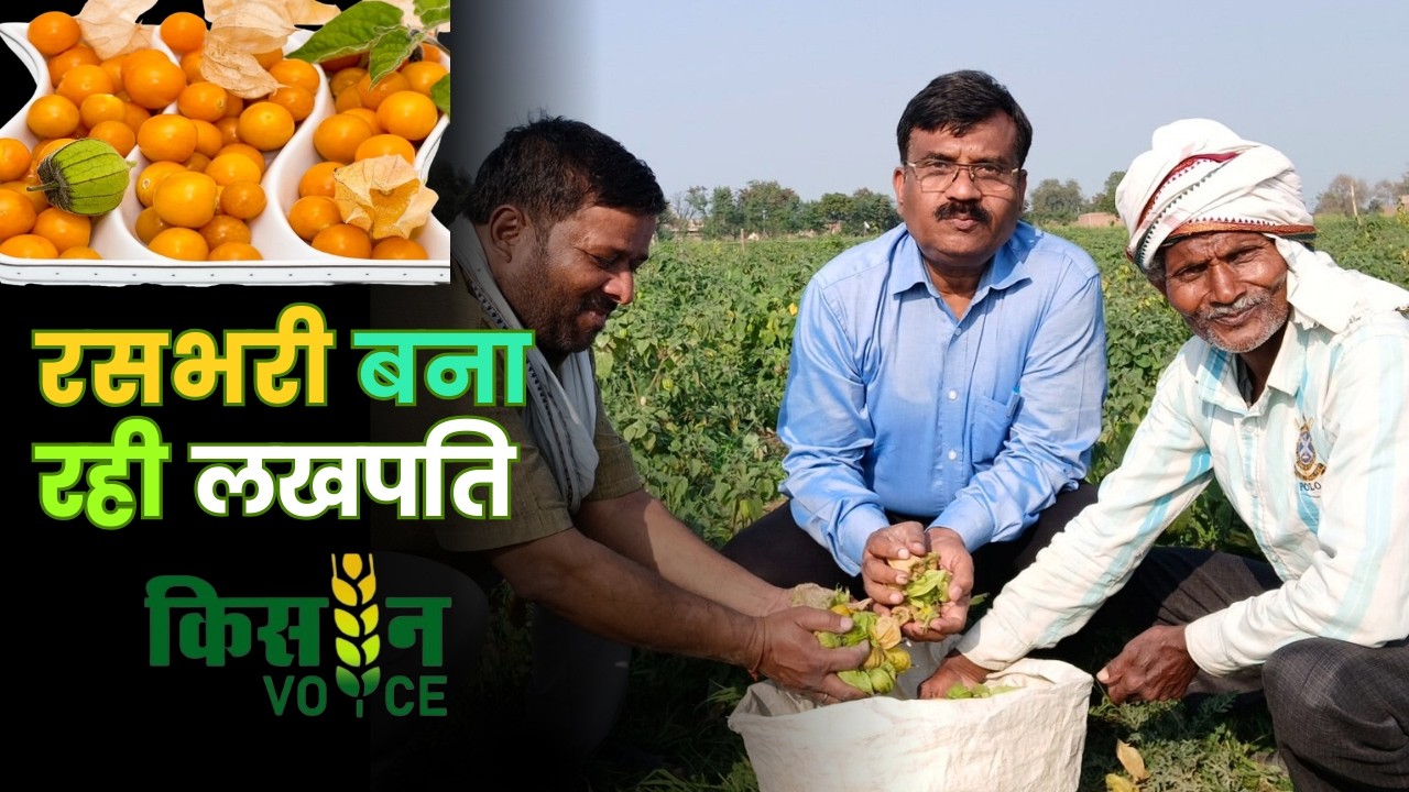 आलू और गेहूं छोड़ो 💰 |  रसभरी बना रही किसानों को अमीर 🍓 | रसभरी की खेती बना रही लखपति 🔥 #facts