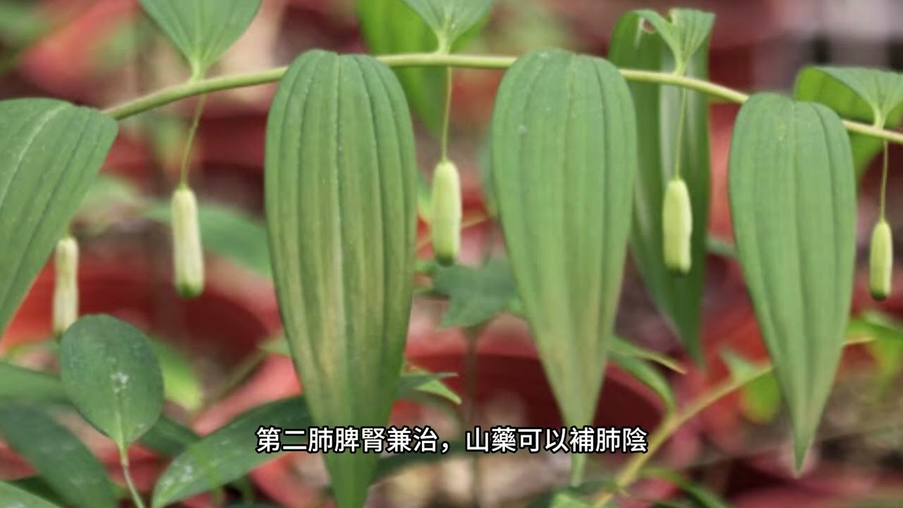中藥：288：補陰藥：黃精