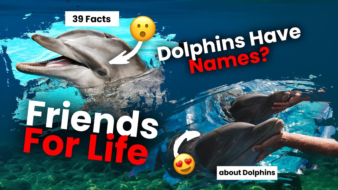 39 Facts About Dolphins That You Probably Don't Know