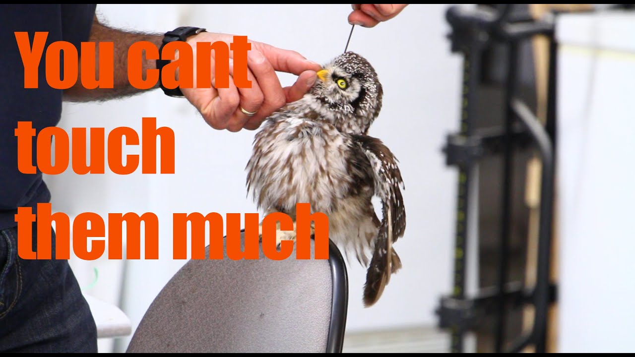 Boreal Owl Taxidermy...slightly bigger than a saw whet owl...., Art of Taxidermy.