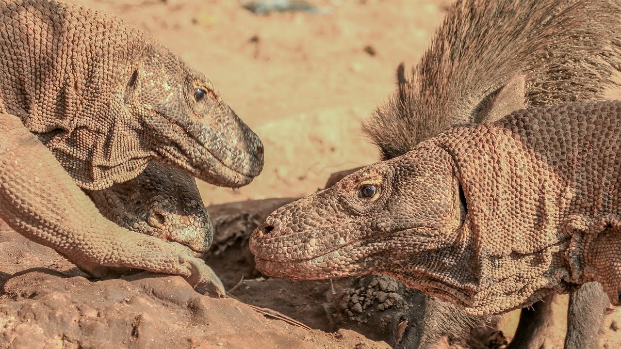 The Secret Lives of Reptiles: Lizards, Turtles, and Dragons