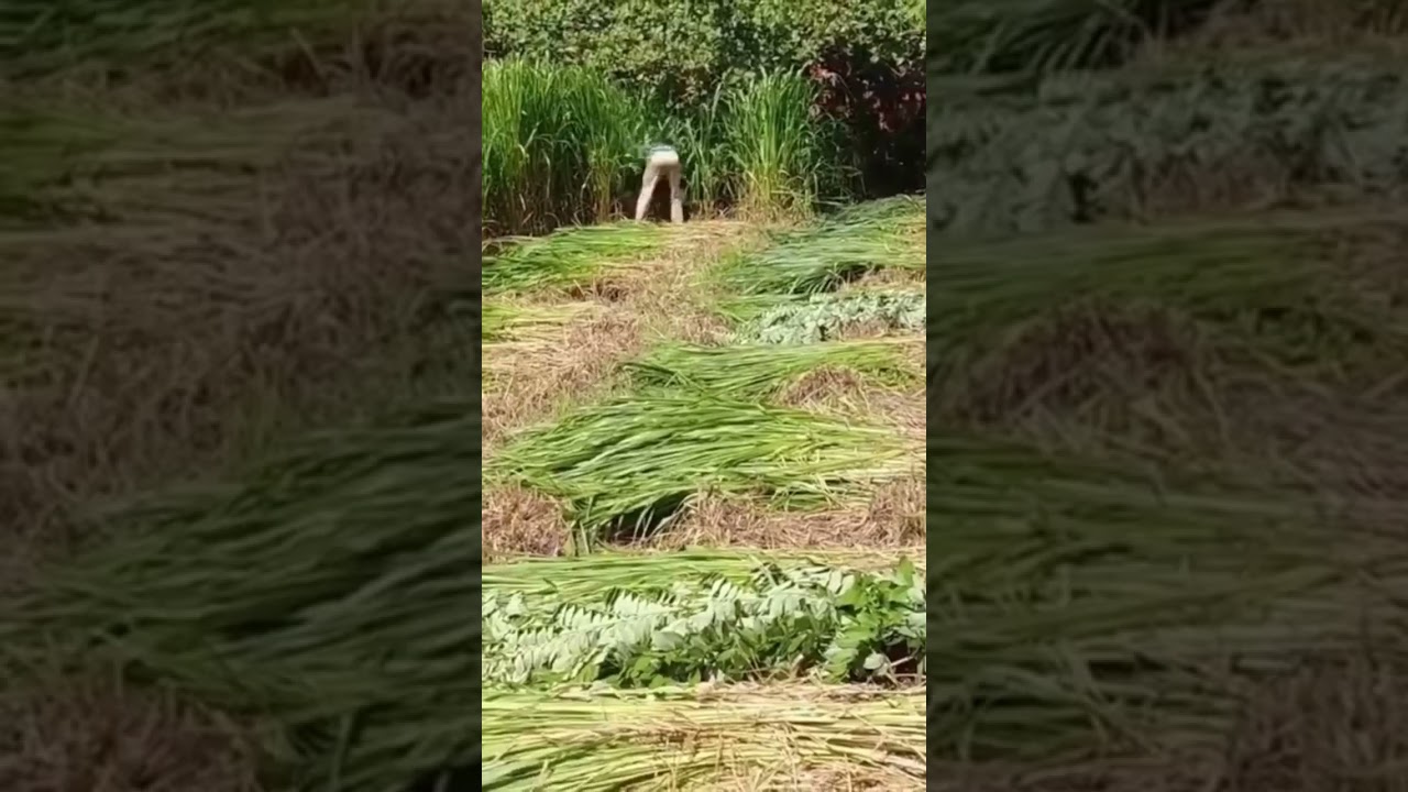 Pasto Tanzania 
