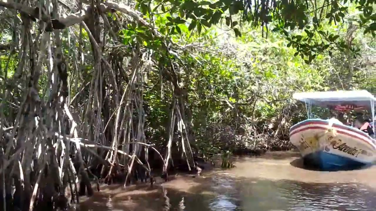 Los impresionantes manglares de Tecolutla y sus lagartos