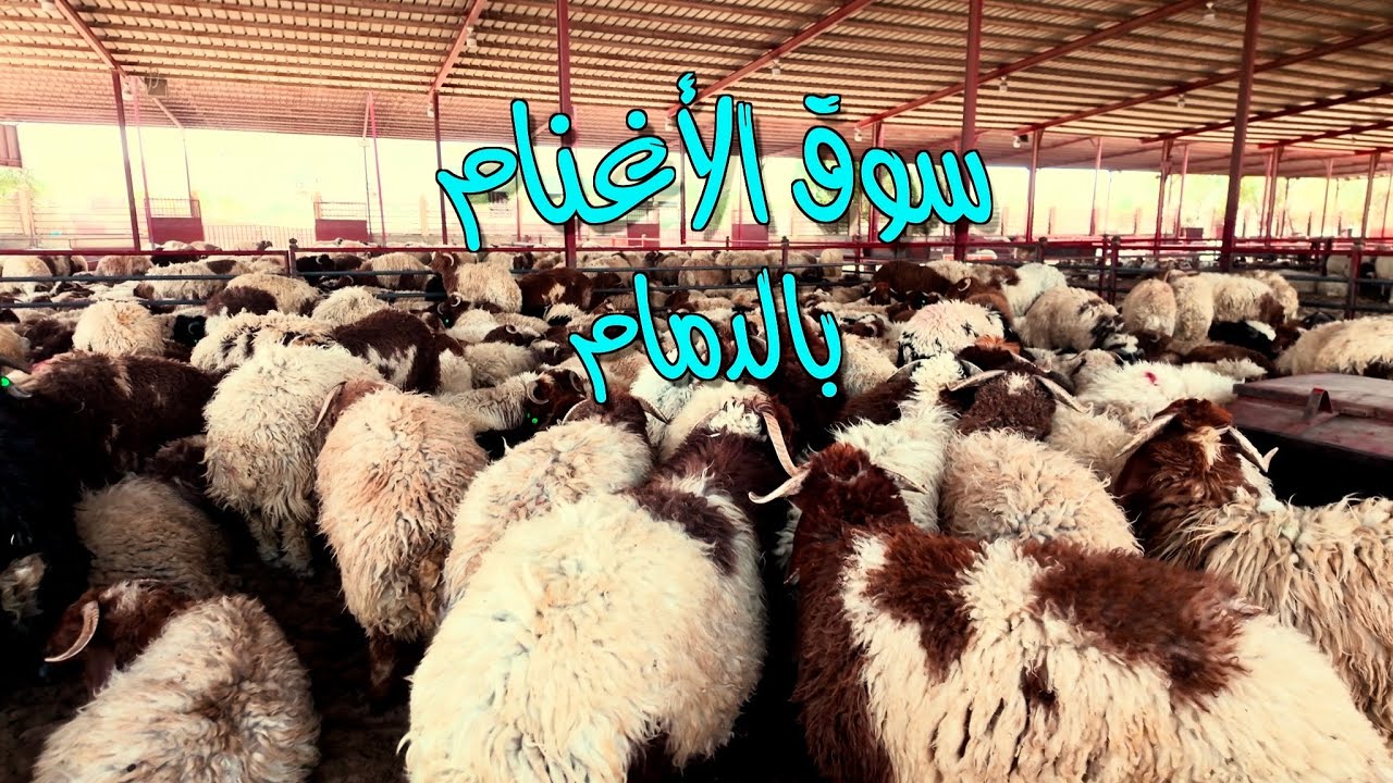 سوق الآغنام بالدمام Al-Agnam Market in Dammam