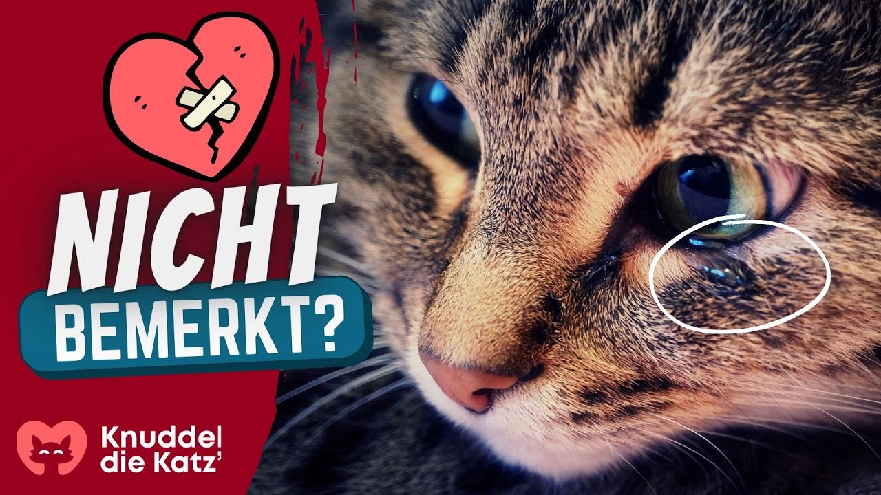 SO zeigt dir deine Katze, dass sie sich einsam fühlt!