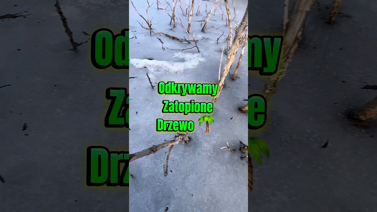 Odkrywam Zatopione Drzewo! #shorts #wedkarstwo