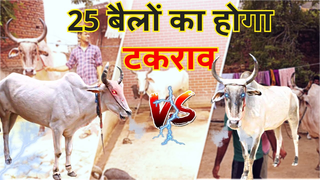 दबथुवा गाँव के 25 बैल लगा लगी में जायेंगे , सारे एक से बढ़कर एक ...