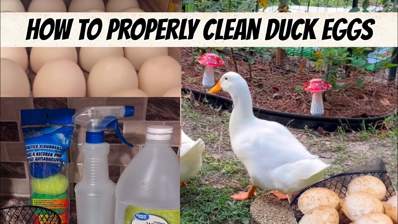 Wash Duck Eggs Properly #duckeggs #ducks #hobbyfarm #raisingducks