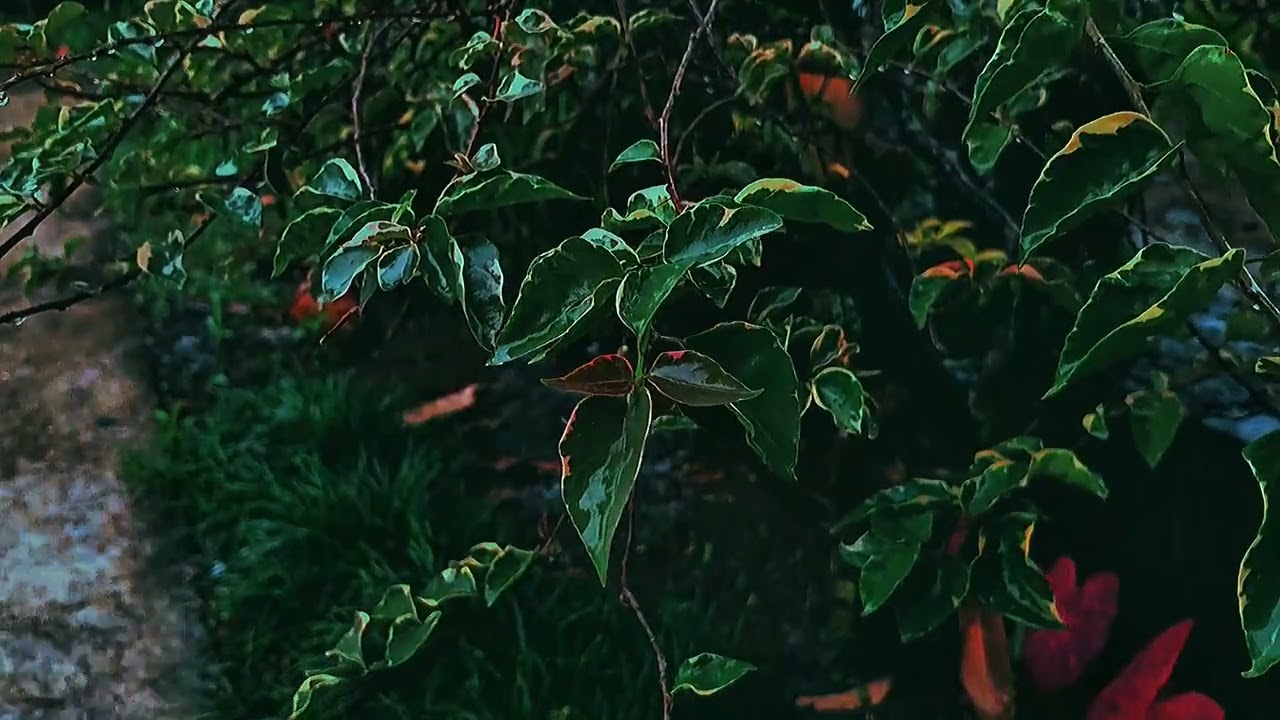 🌧️ Rain Drips Through Twilight Leaves on a Hidden Garden Trail | Calming Nature ASMR for Deep Sleep