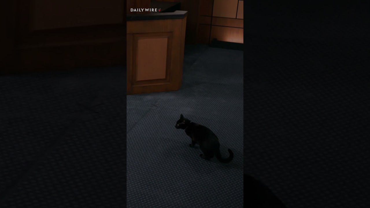 A wild beast has taken over my courtroom