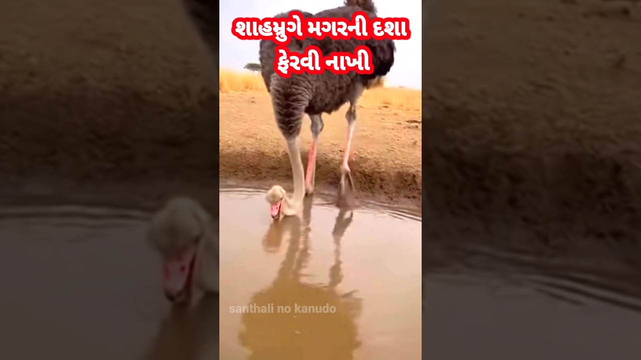 શાહમ્રુગે મગર ની તો પત્તર ઠોકી નાખી || 