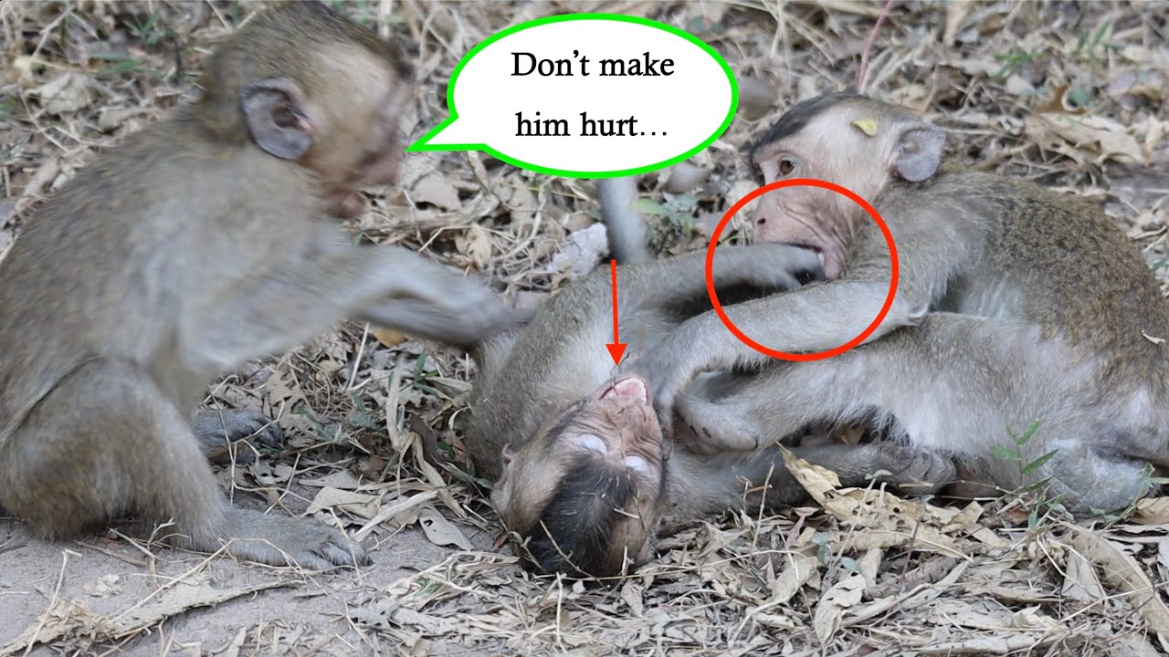 Don't Make Me Hurt Bothers, Donna And Donnee Playground [Monkey Planet]