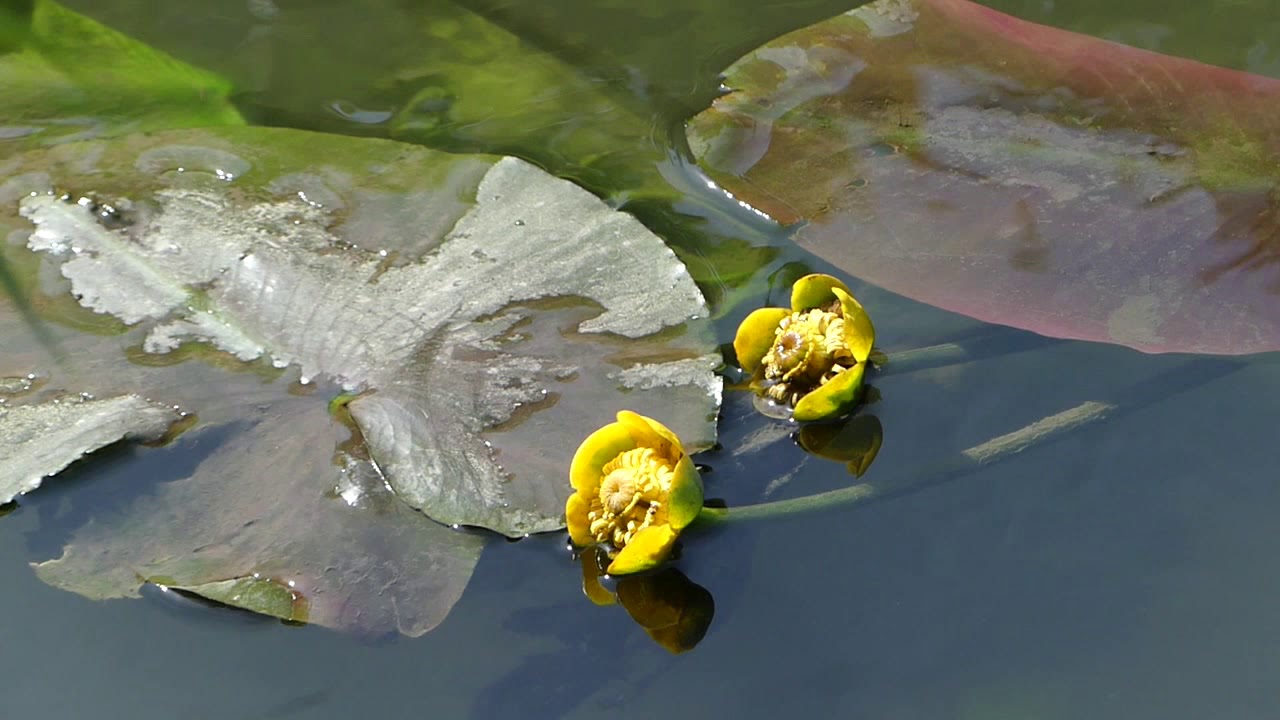 Mimram -Jewel of Hertfordshire Rivers.