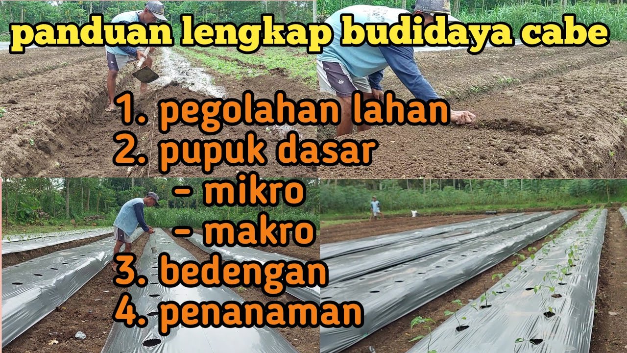 panduan lengkap | cara pengolahan lahan | pupuk dasar | penanaman cabe