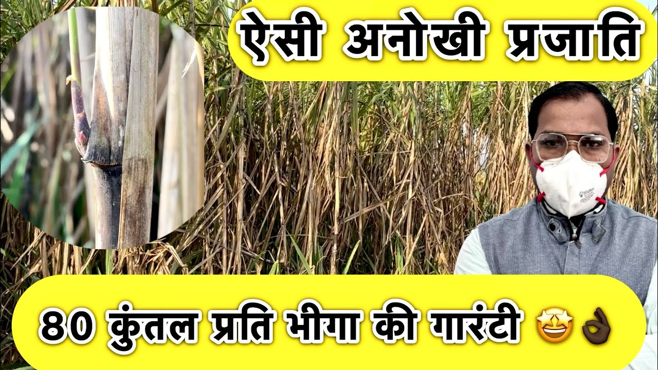 गन्ने की प्रजाति नहीं पता...?🤩ganne ki top variety .