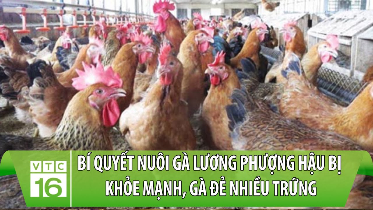 Bí quyết nuôi gà Lương Phượng hậu bị khỏe mạnh, gà đẻ nhiều trứng | Làm nông đúng cách | VTC16