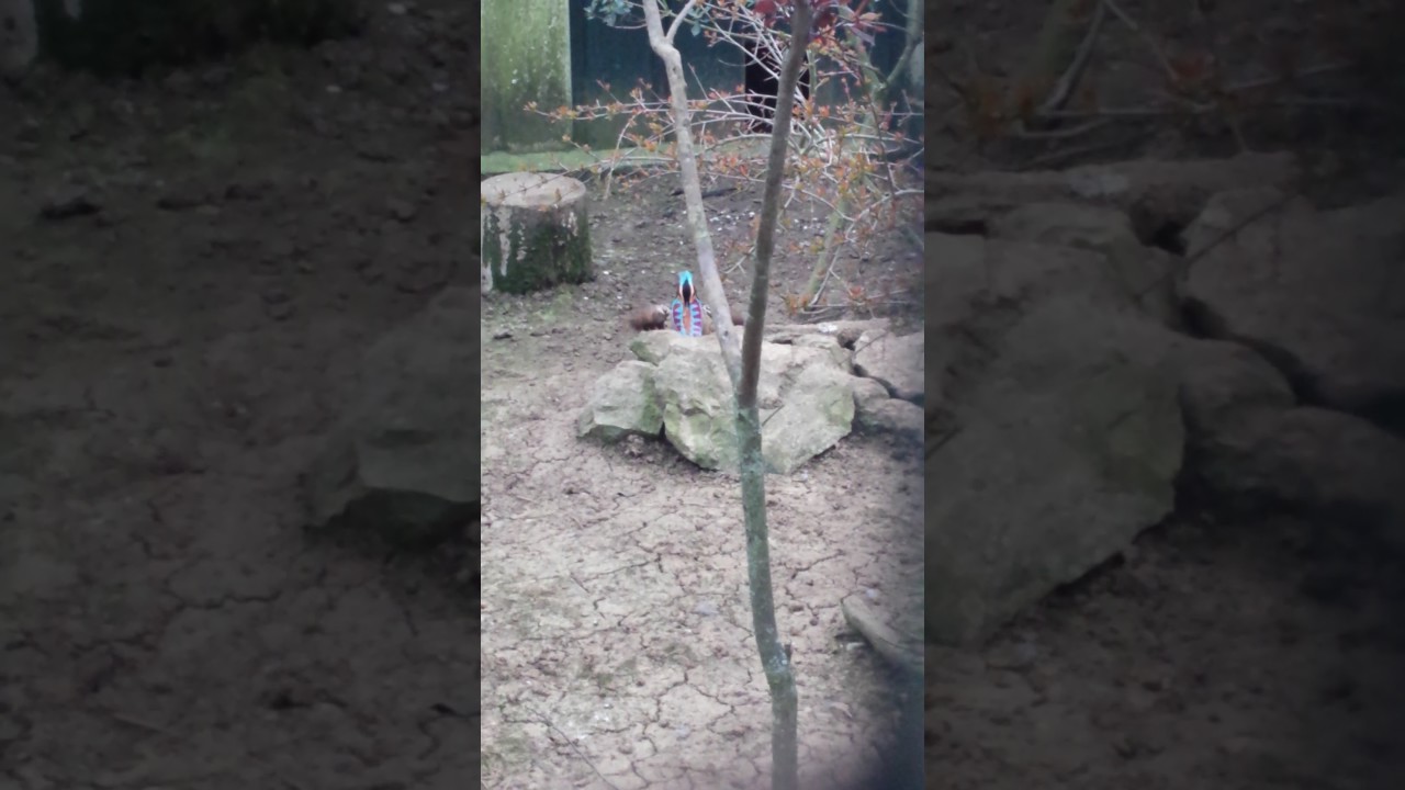 Frontal courtship of a cabot's tragopan
