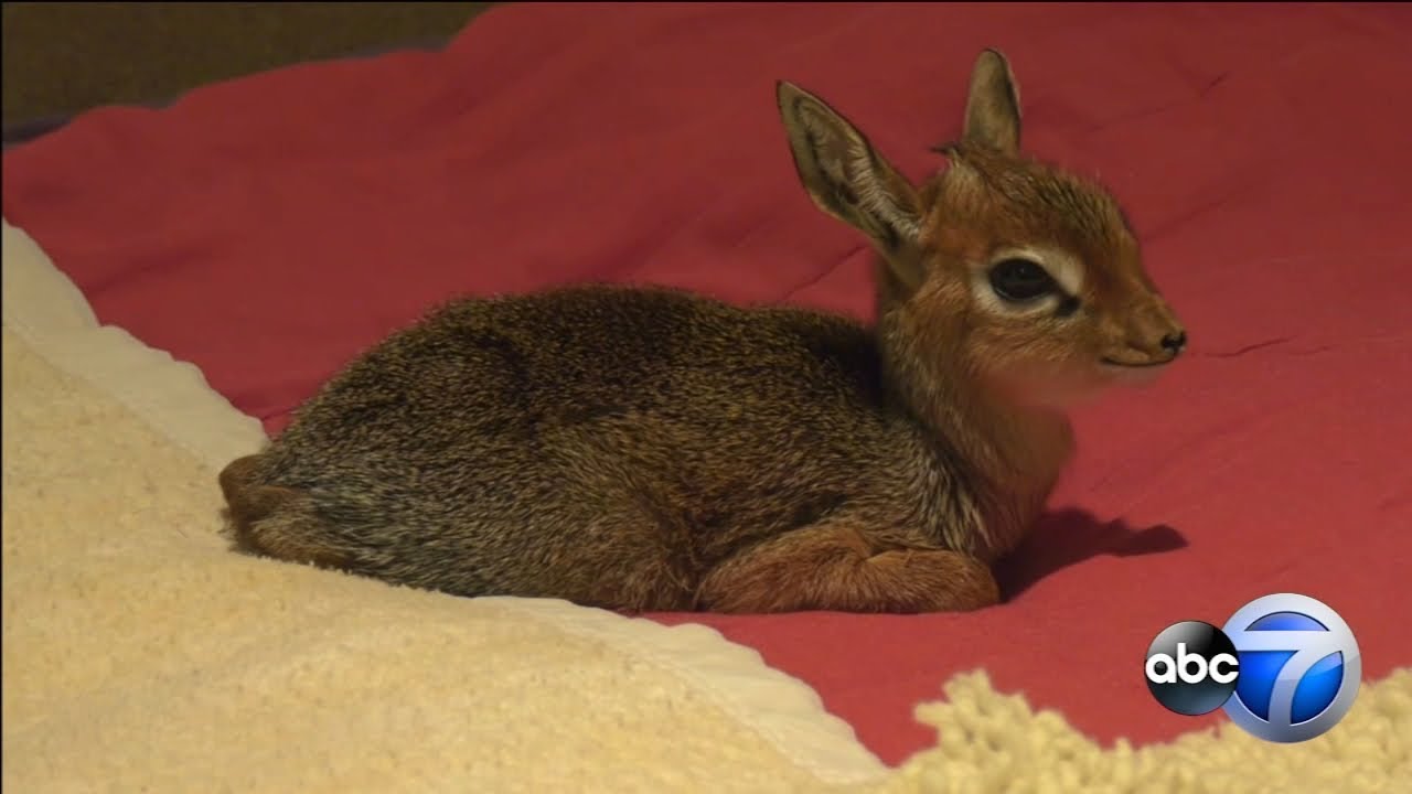 Brookfield Zoo euthanizes baby antelope born on due to birth defect