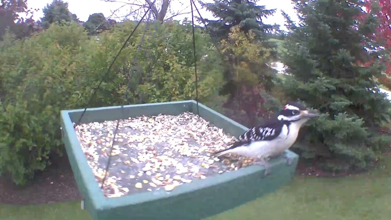 Attract More Birds with the Woodlink Going Green Platform Bird Feeder