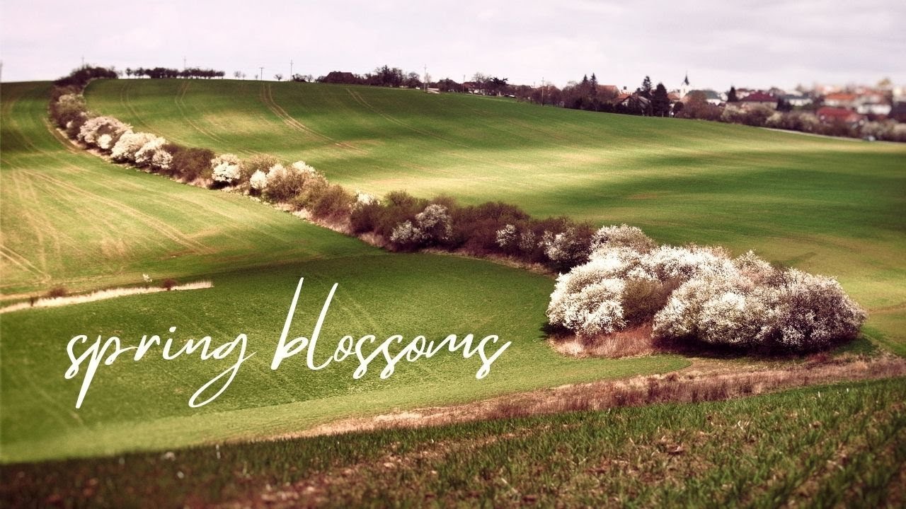 SPRING BLOSSOMS 4K CINEMATIC NATURE VIDEO. CALMING VISUALS AND RELAXING SOUNDS FOR STRESS RELIEF.