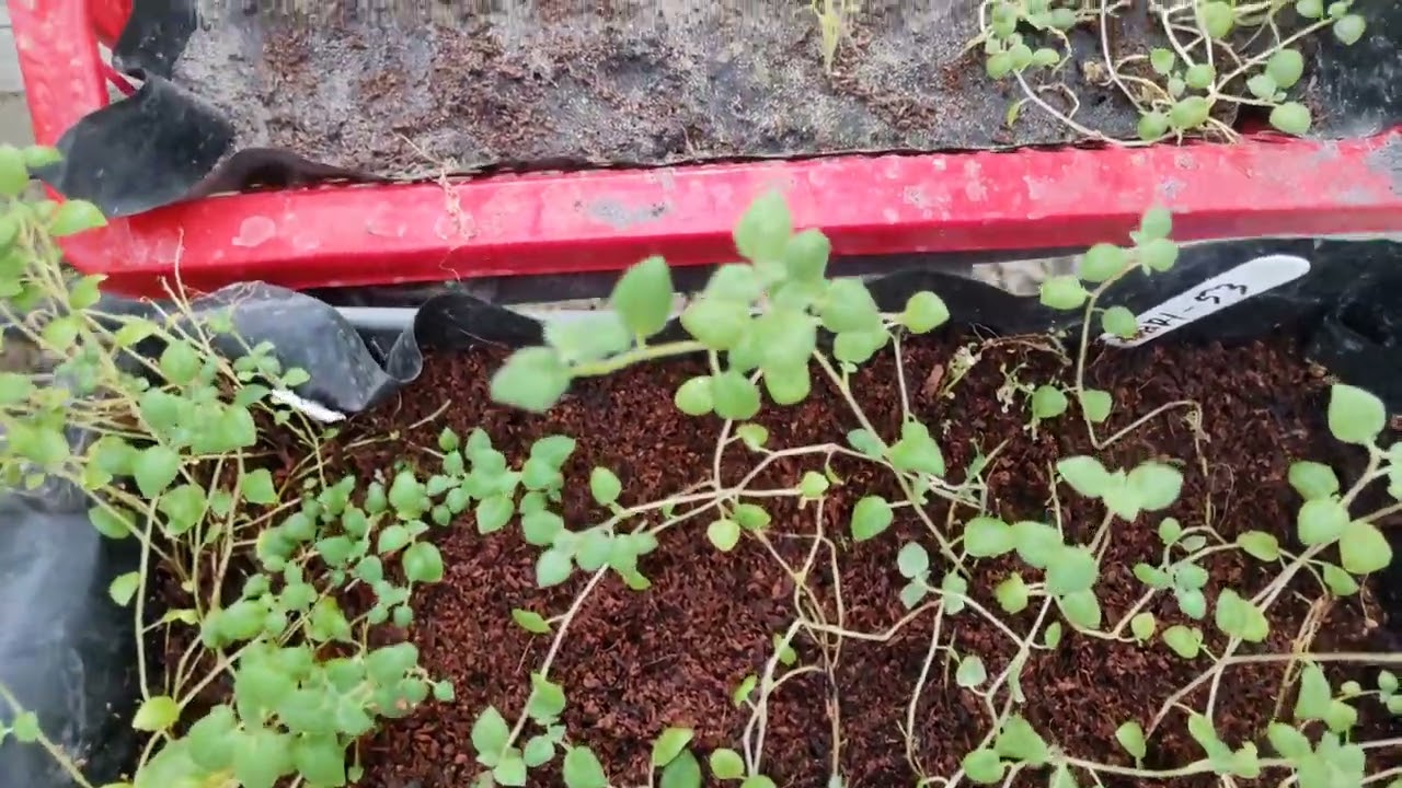 Nutrient Film Technique (NFT)