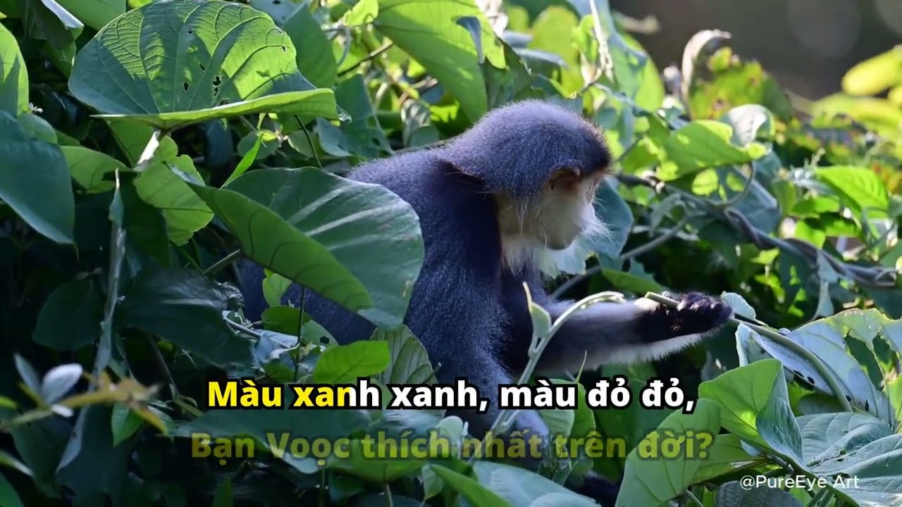 Đố Bạn Voọc Thích Ăn Gì (Nhạc Thiếu Nhi)