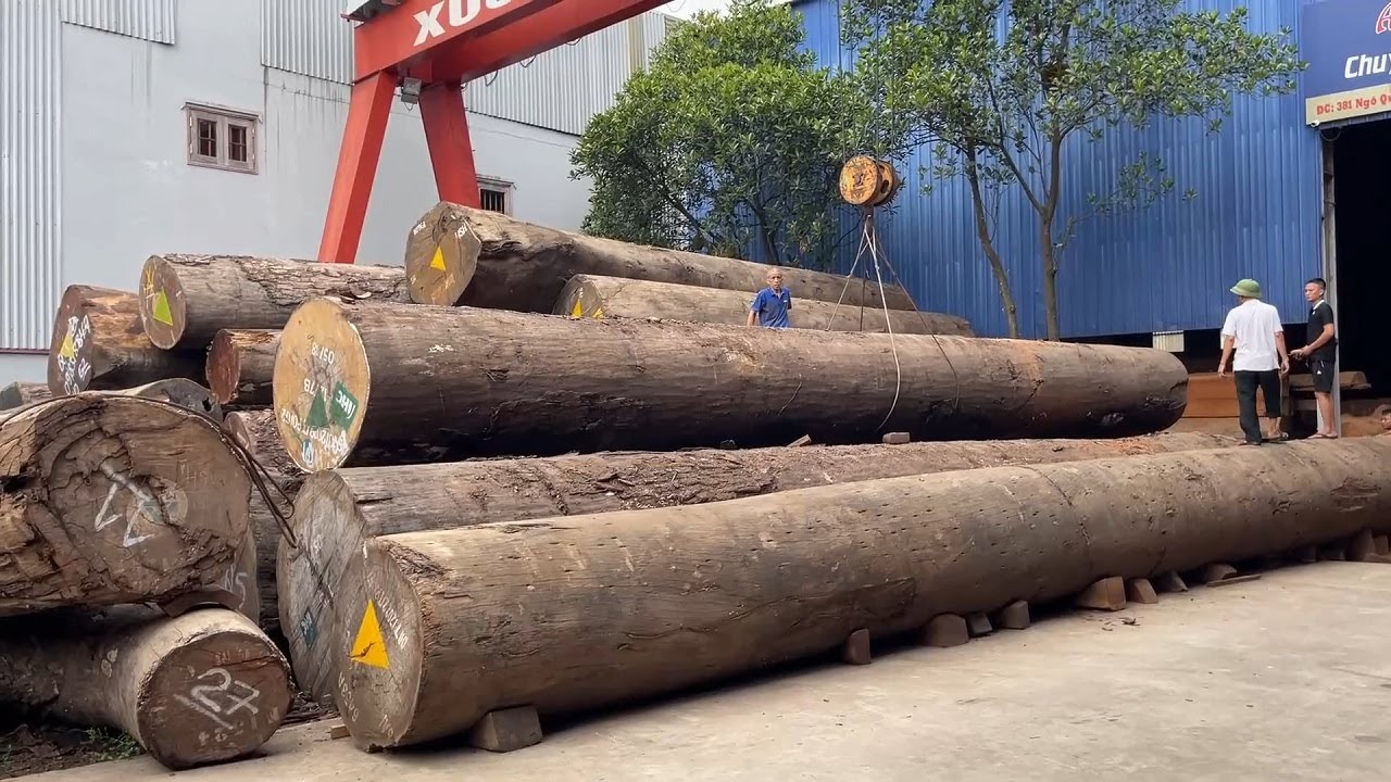 Amazing Sawmill Machines Working - Great Factory Sawn Rare And Trees Perennial Wood