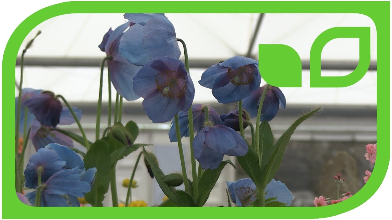 Meconopsis - die blaue Mohnblume