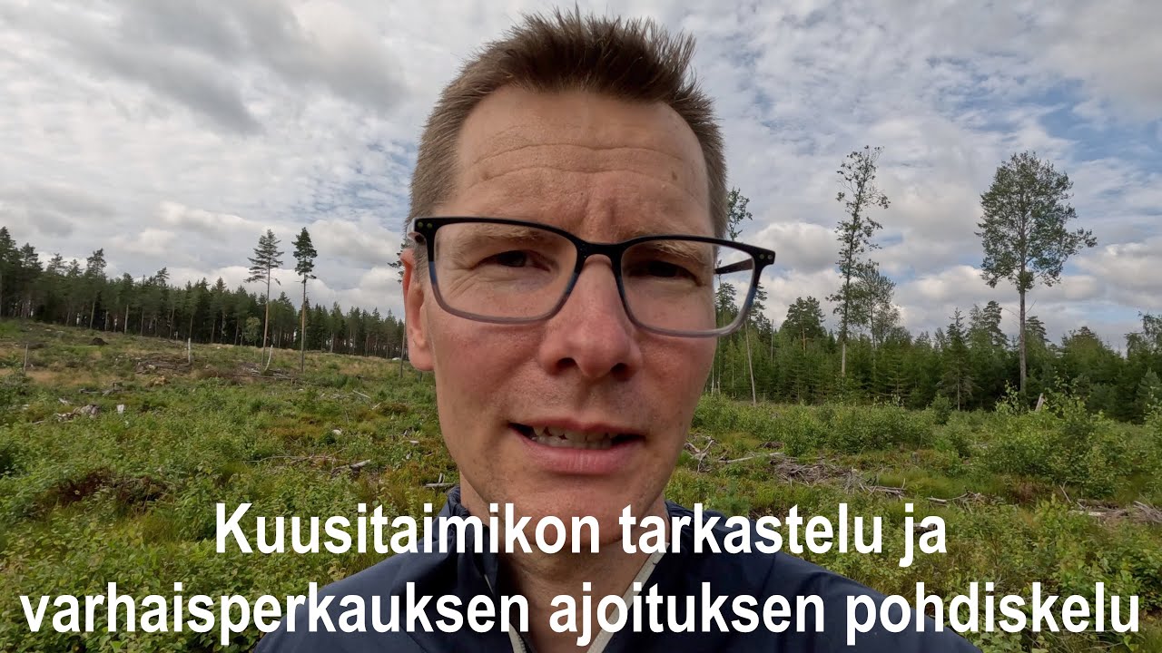 Kuusitaimikon tarkastelu ja varhaisperkaustarpeen ajoituksen pohdiskelu