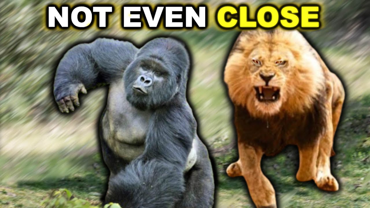 LION vs GORILLA - Not Even Close