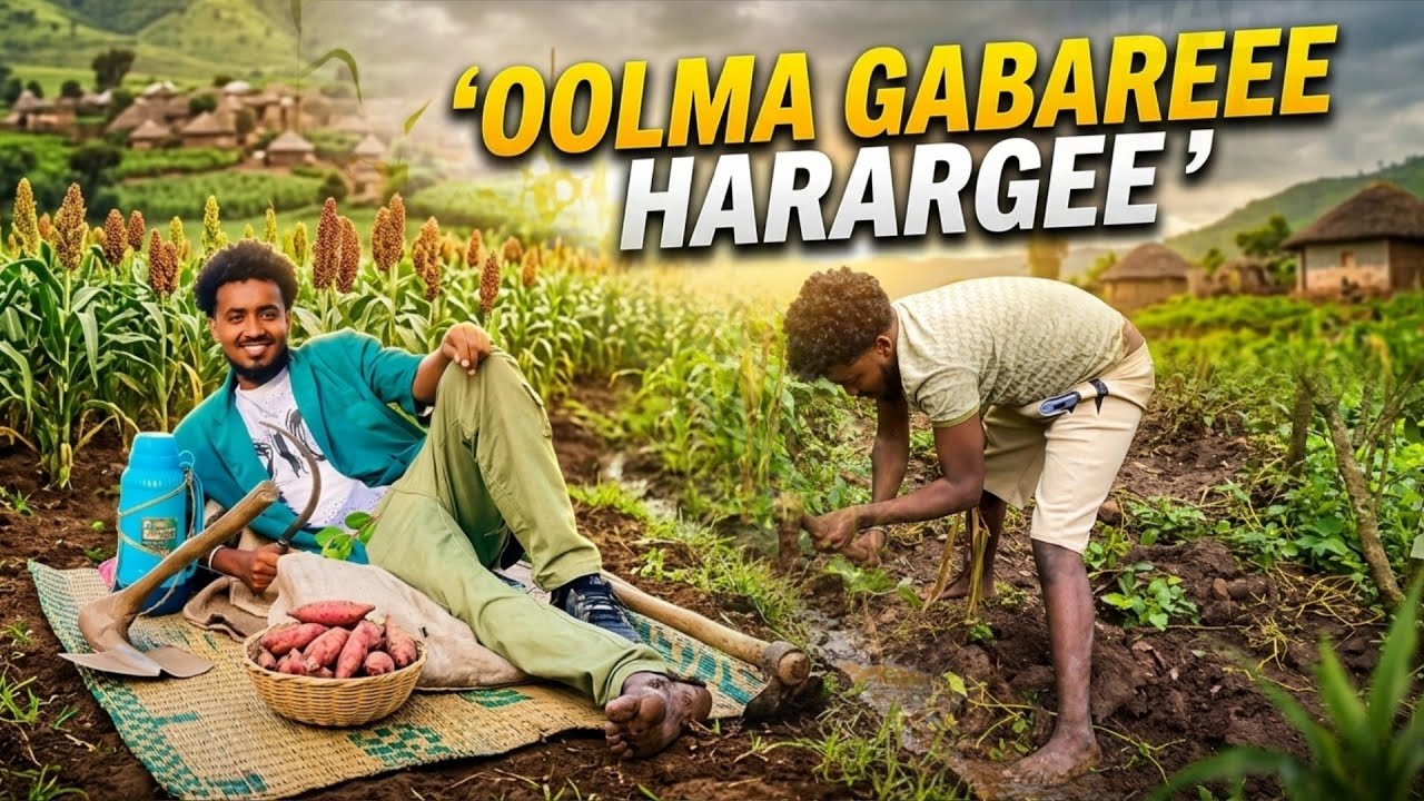 A day of Khat farmer in Ethiopia Hararge | Oolma gabaare qonaan bulbultoota Harargee