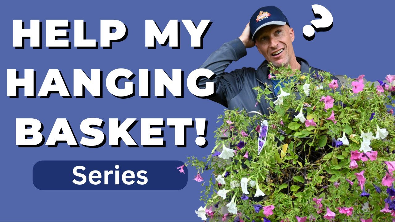 This Hanging Basket Needs SERIOUS Help! - Help My Hanging Basket Series