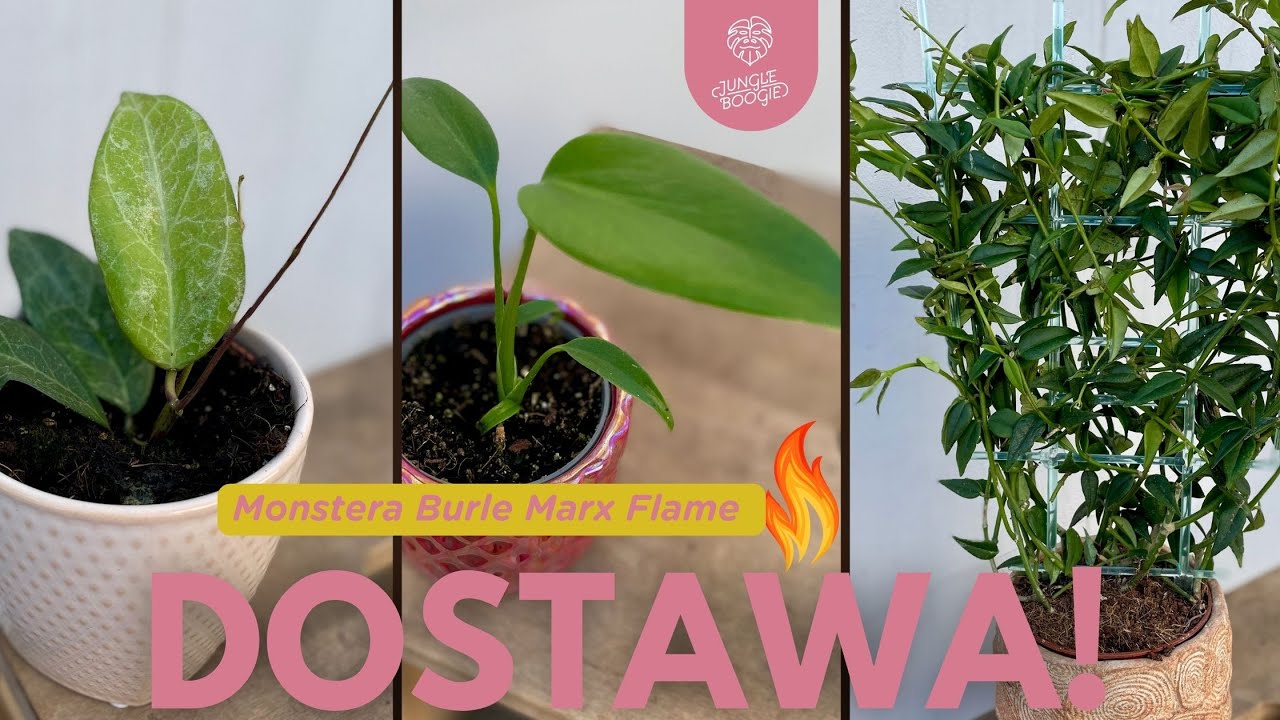 Monstera Burle Marx Flame I wysyp kolekcjonerskich hoi - DOSTAWA roślin na 1. Dzień WIosny!