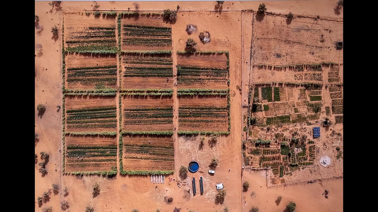 🌱 RIMFIL : Promouvoir des filières agricoles et pastorales durables en Mauritanie 🌱