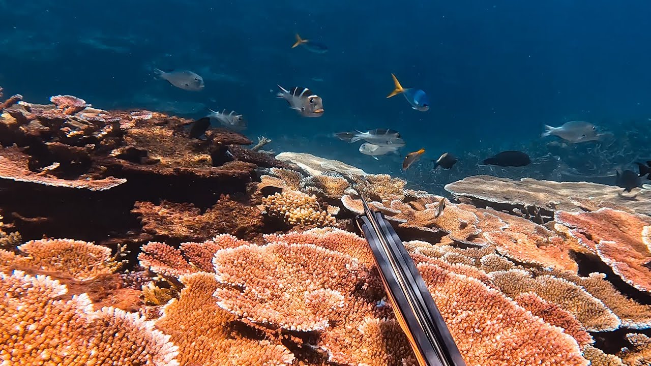 Spearfishing On a Coral Reef Aquarium - Reef Fish & Grouper