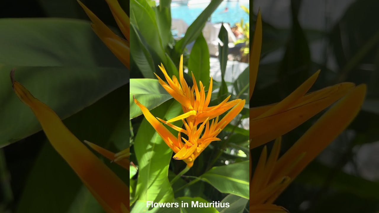 Can You Name These Amazing Mauritius Flowers?