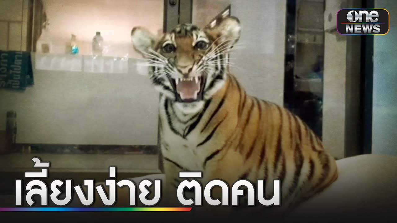 “น้องนีน่า” ลูกเสือแสนเชื่องติดพี่เลี้ยงหนึบ | ข่าวเช้าช่องวัน | สำนักข่าววันนิวส์