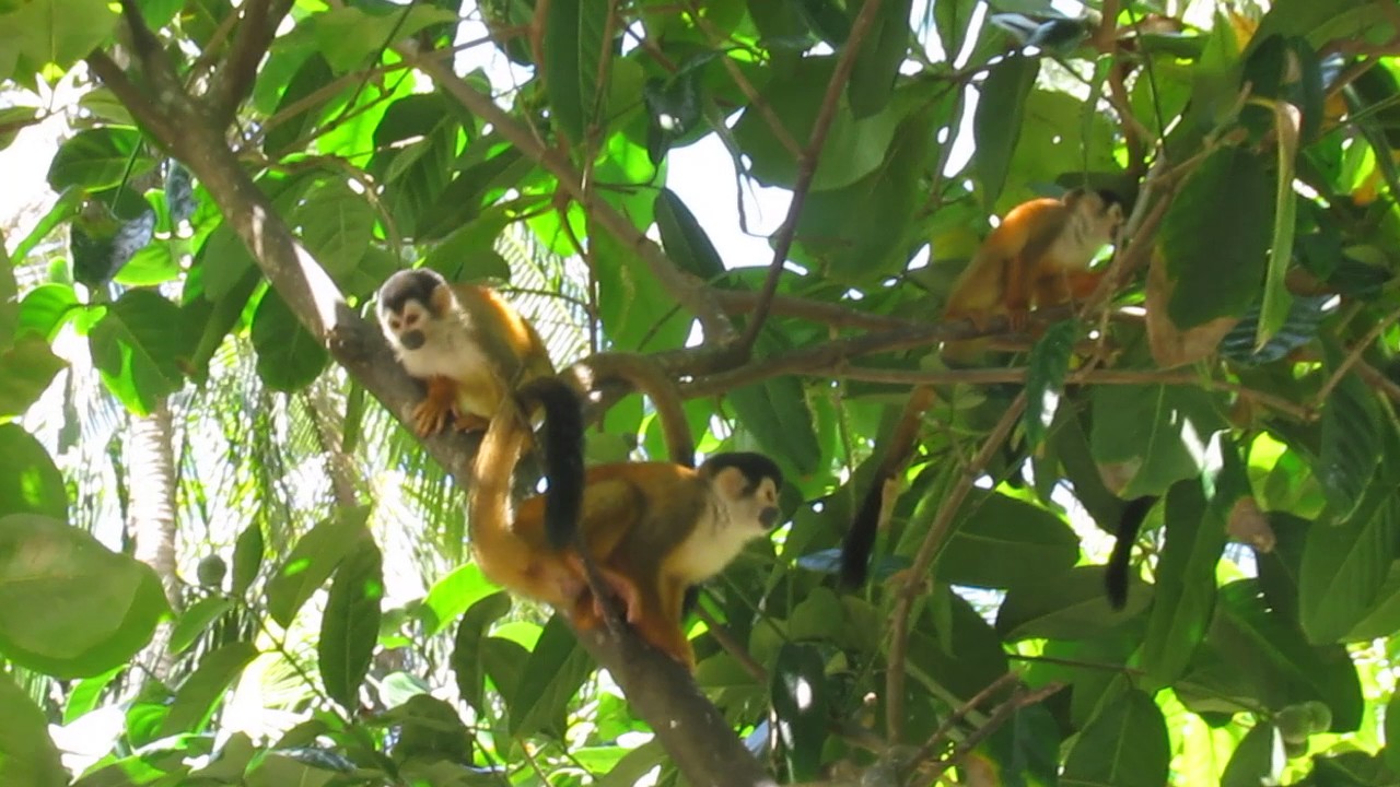 Monos tití de Chiriquí, Panamá. Squirrel Monkeys from Chiriqui Province, Panama.