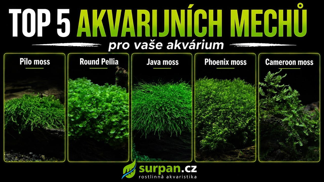 TOP 5 akvarijních mechů pro vaše akvárium | SURPAN.cz