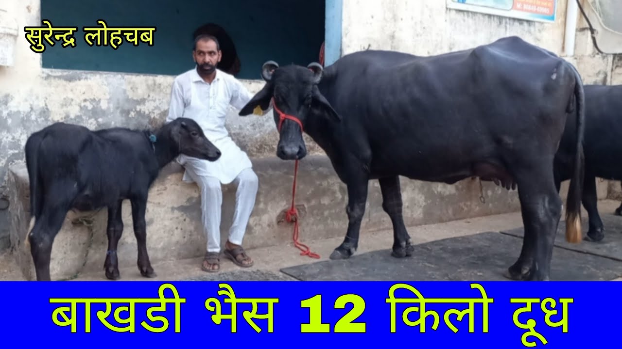 बाखडी भैस 12 किलो दूध तैयार 🔥 जायज रेट मे बिक्री के लिए उपलब्ध || सुरेन्द्र लोहचब डेयरी फार्म 