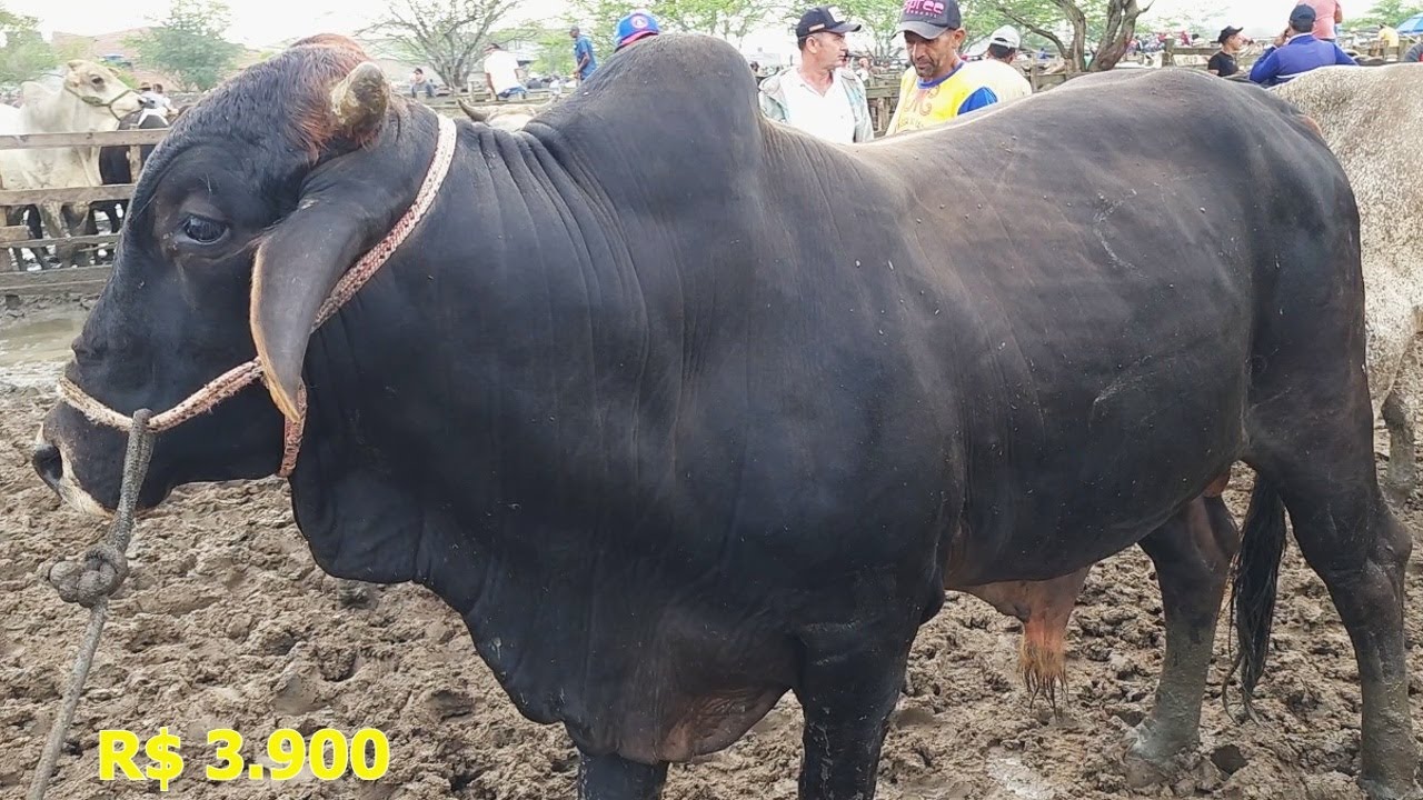 GADO DE LUXO SÓ EM CACHOEIRINHA-PE.   27-06-2024  #nordeste.