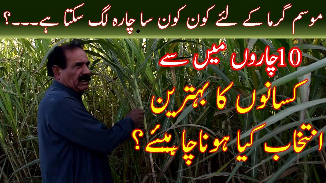 Different option of summer season fodder crops|Sorghum varieties|Jumbo maize varietiy|گرمیوں کے چارے