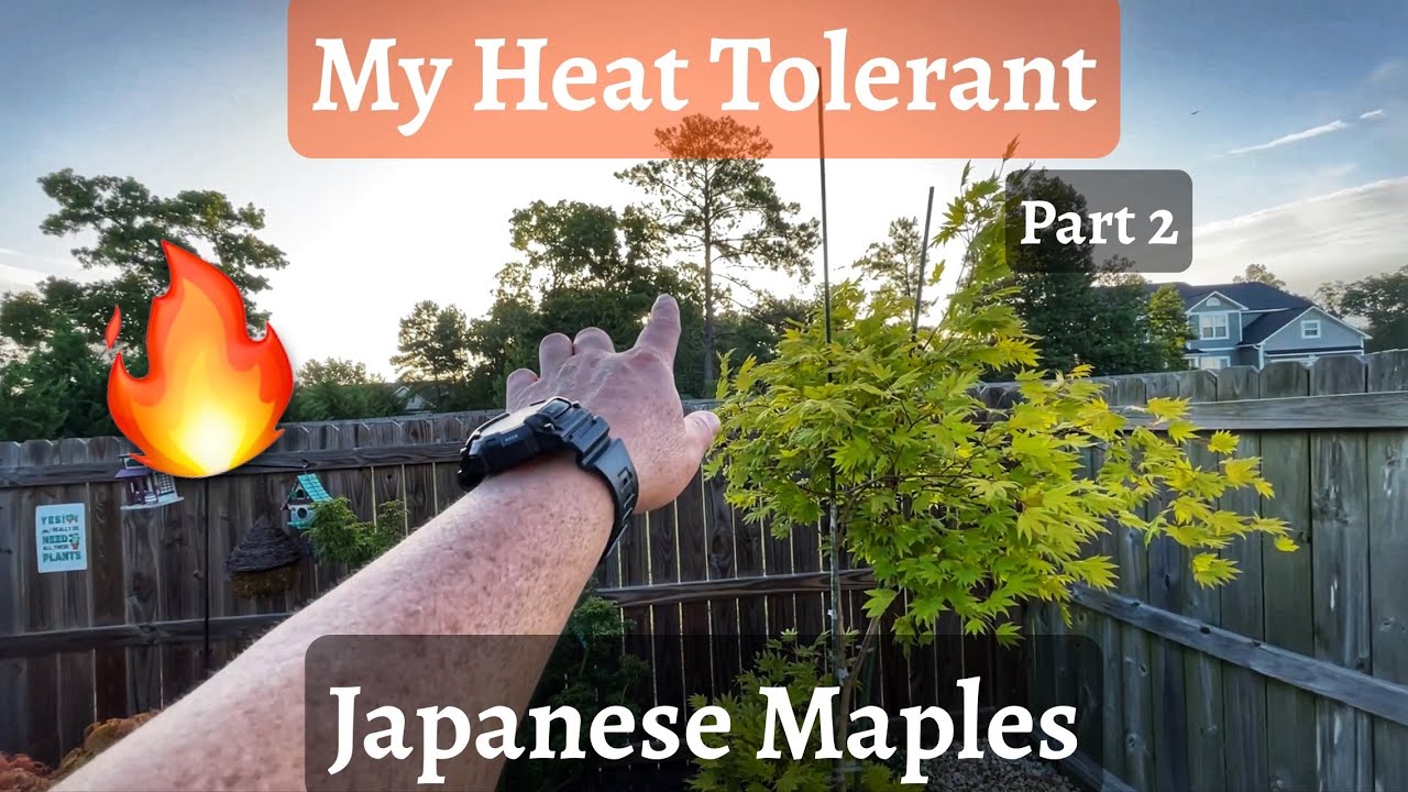 Heat Tolerant Japanese Maples and How They Are Doing. Part 2