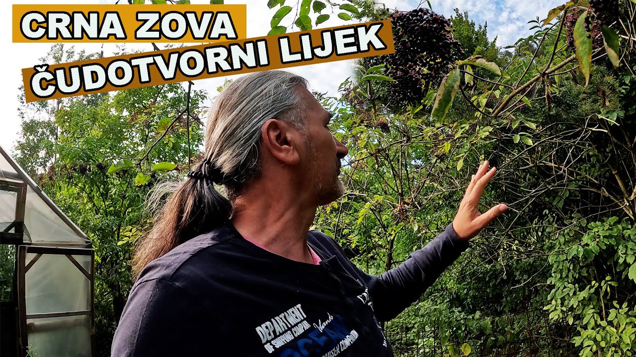 CRNA ZOVA  -  Lijek za najgore bolesti