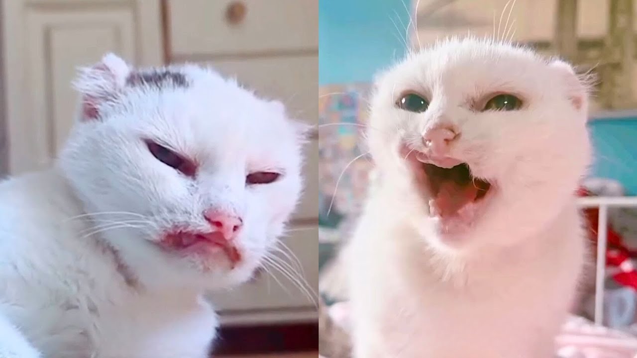 Cat No One Wanted Finds Unexpected Home 💕