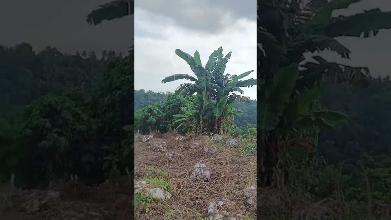 this sloping farm lot captured the beauty of nature!  #overlookingview #farmlifedream # Davaocity