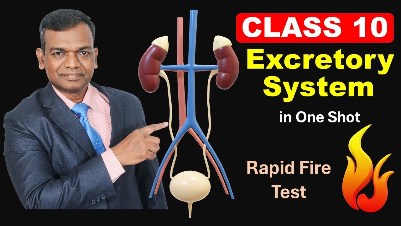 excretory system class 10 icse | excretory system class 10 icse one shot | excretory system class 10